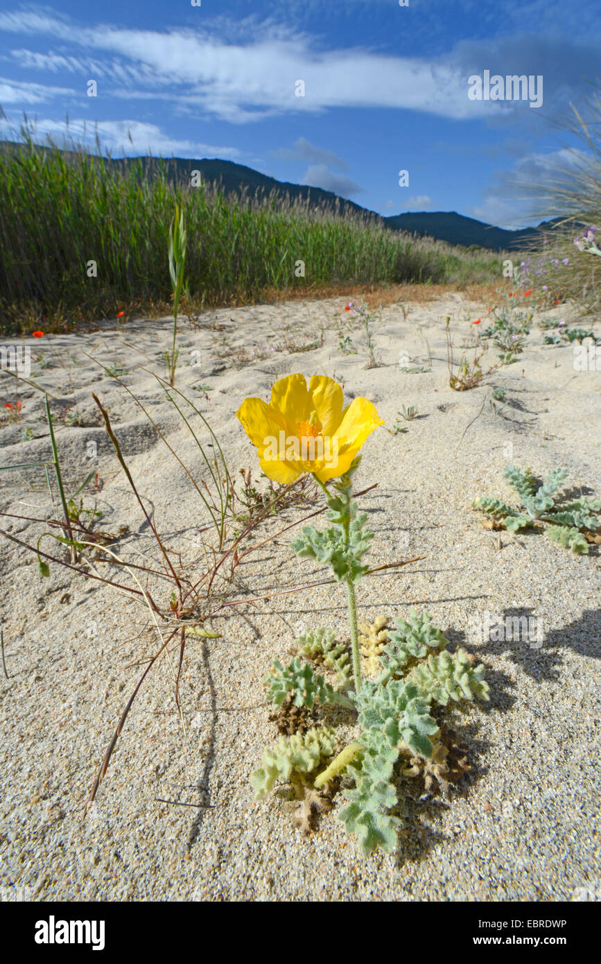 Le pavot cornu jaune, pavot cornu (Glaucium flavum), qui fleurit sur une dune, France, Corse, BelvÚdÞre-Campomoro, Portigliolo Banque D'Images