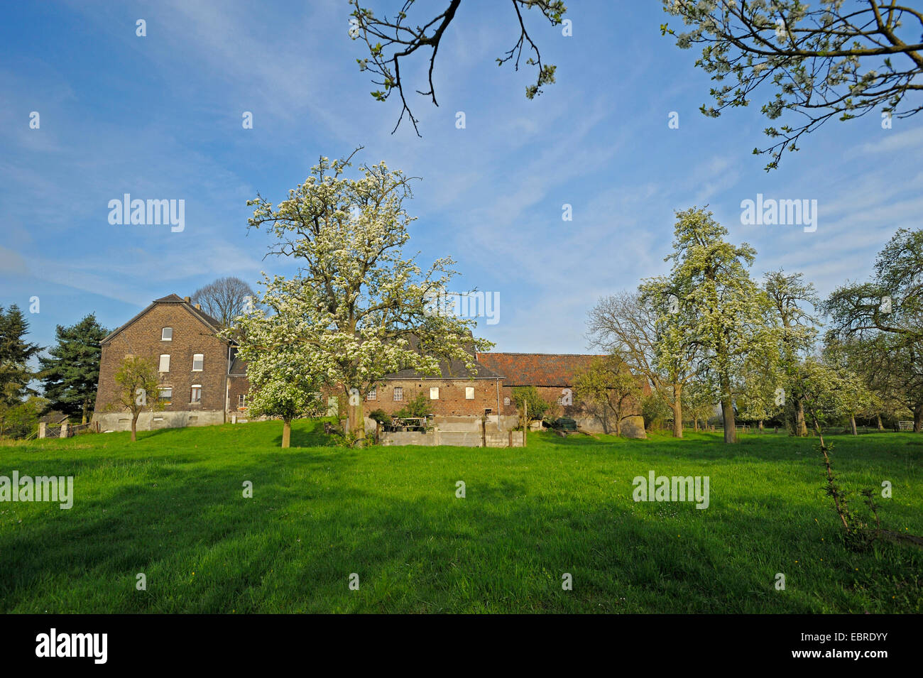 Poirier commun (Pyrus communis), la floraison des arbres fruitiers au farm house, l'Allemagne, en Rhénanie du Nord-Westphalie, Bas-rhin, Loehnen Banque D'Images