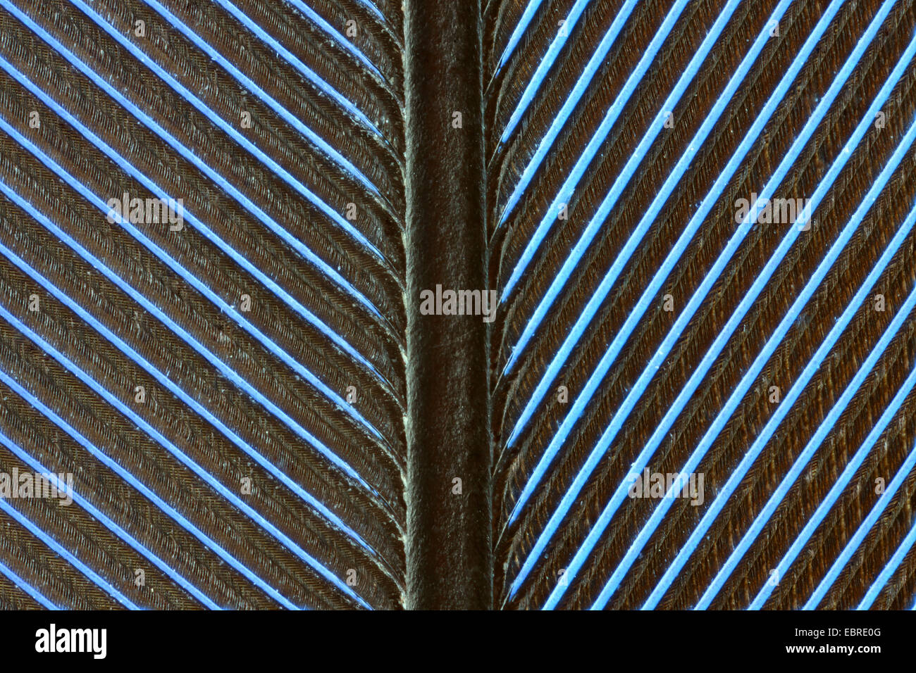 Ara bleu et jaune, bleu et or, Ara bleu et or, Ara bleu et jaune Ara ararauna (ARA), macro shot des plumes de vol Banque D'Images