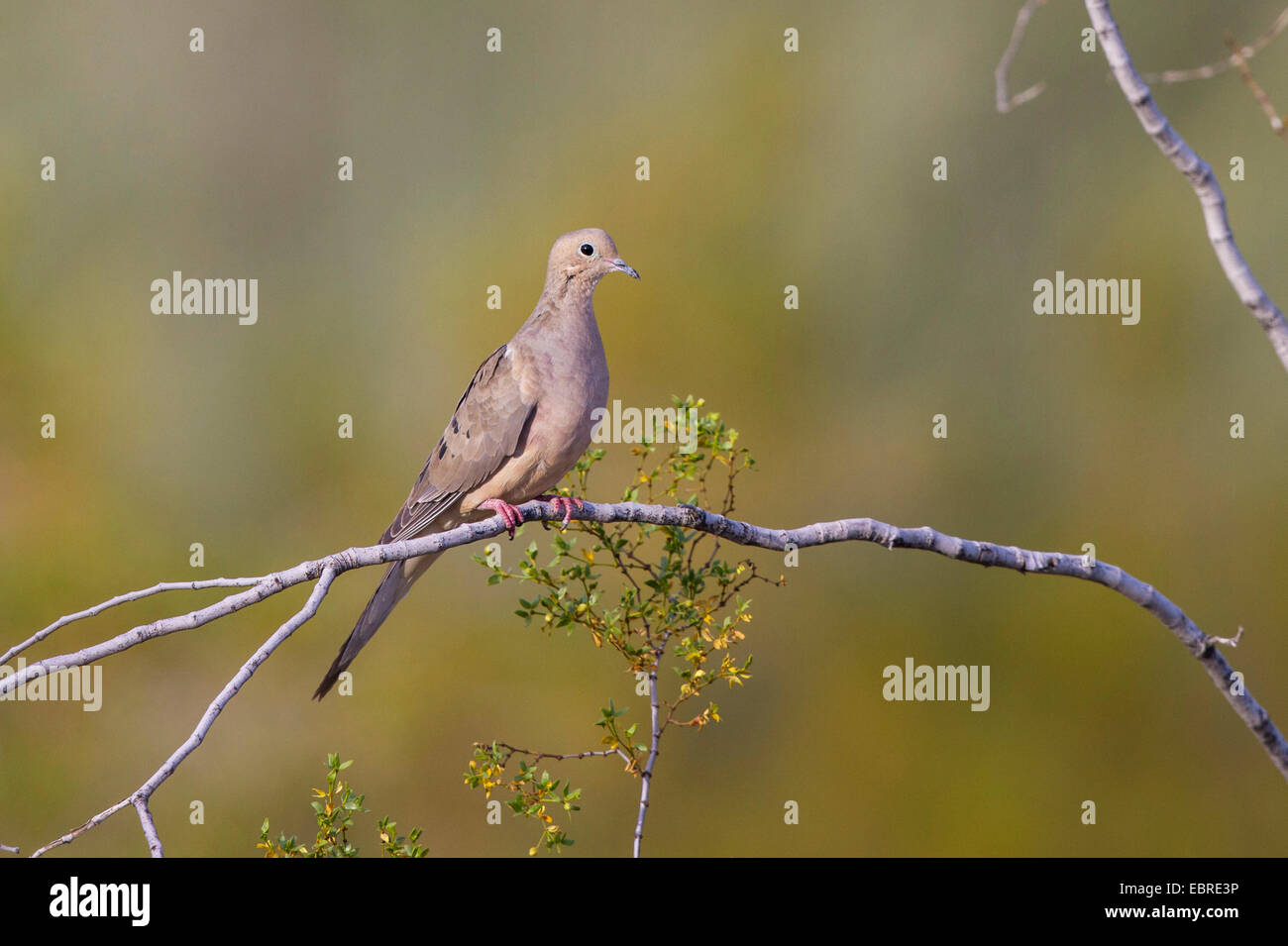 La tourterelle triste (Zenaida macroura), est assis sur une branche, Arizona, USA Banque D'Images