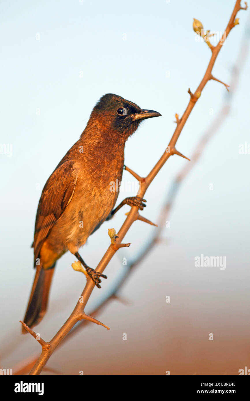 Jardin commun, bulbul Pycnonotus barbatus bulbul (), assis sur une branche épineuse, Afrique du Sud, Province du Nord Ouest, le Parc National de Pilanesberg Banque D'Images