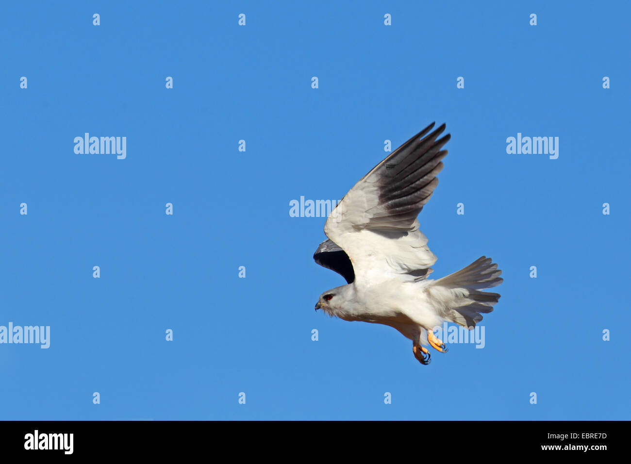 Black-shouldered kite (Elanus caeruleus), flying, Afrique du Sud, Province du Nord Ouest, le Parc National de Pilanesberg Banque D'Images