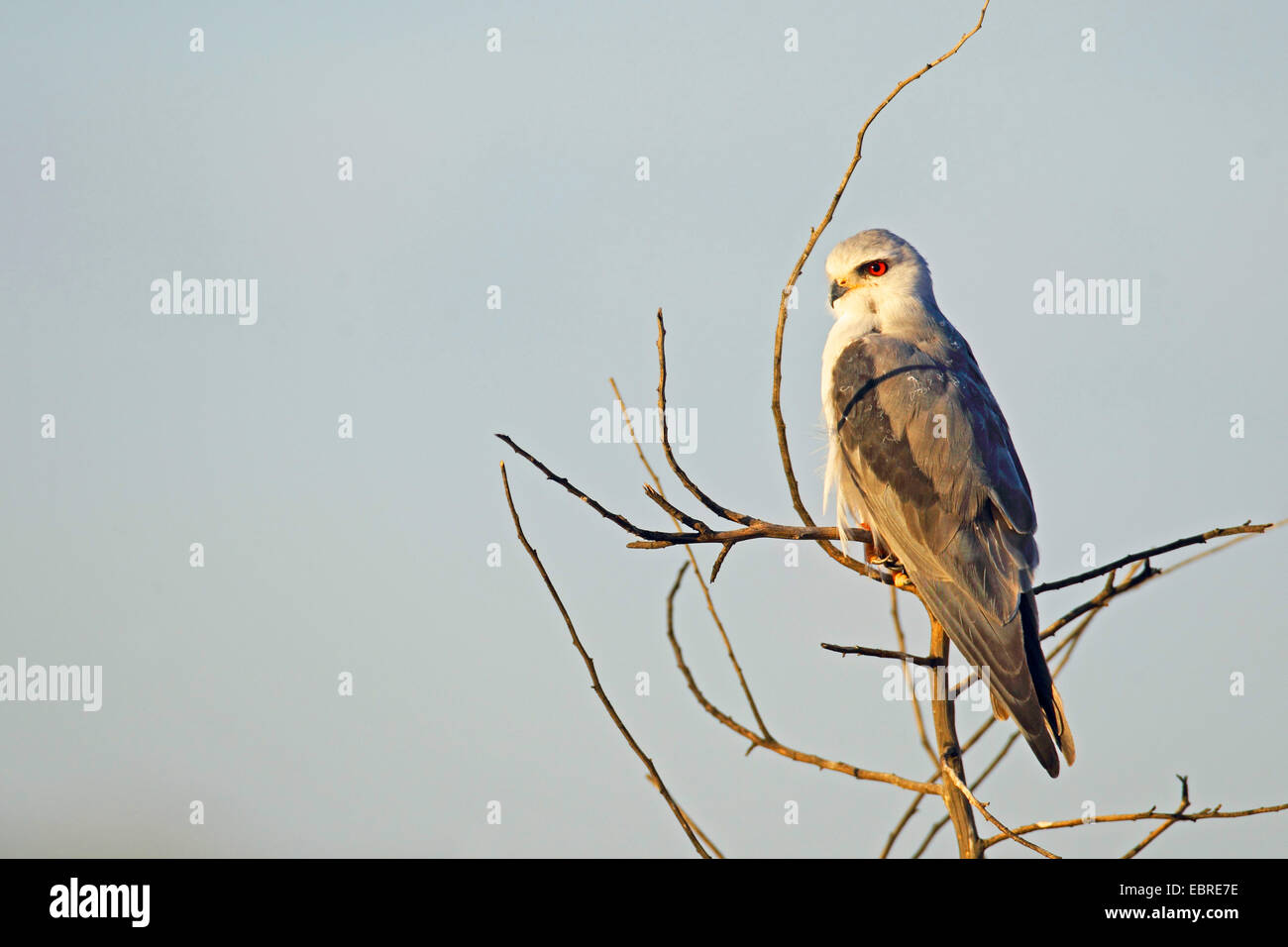 Black-shouldered kite (Elanus caeruleus), assis dans un arbre, Afrique du Sud, Province du Nord Ouest, le Parc National de Pilanesberg Banque D'Images