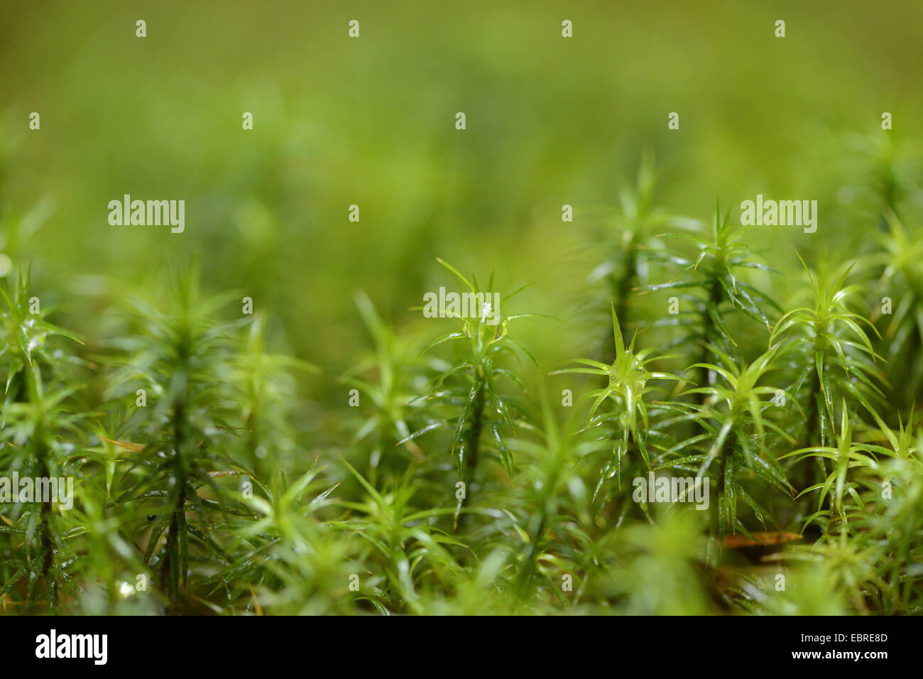 Star Mousse, mousse polytric, Marginées (Polytrichum formosum, Polytrichum attenuatum), coussin, l'Allemagne, la Bavière Banque D'Images