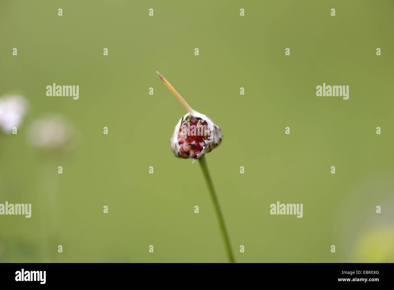 Domaine de l'ail, ail, oignon sauvage crow (Allium vineale), l'ouverture d'iparous inflorescence, Germany Banque D'Images