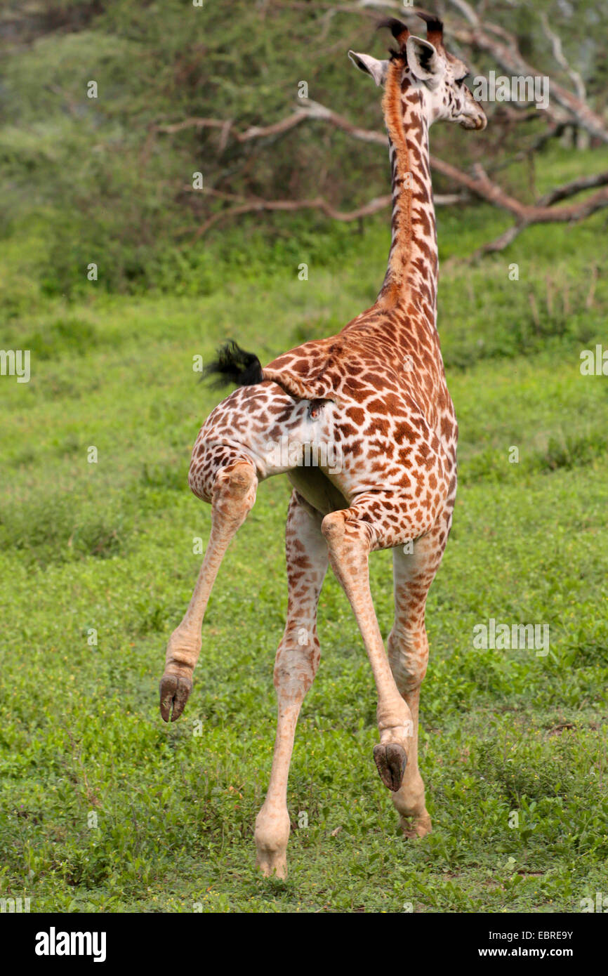 Les Masais Girafe (Giraffa camelopardalis tippelskirchi), vue arrière d'un mineur, la Tanzanie, le Parc National du Serengeti Banque D'Images