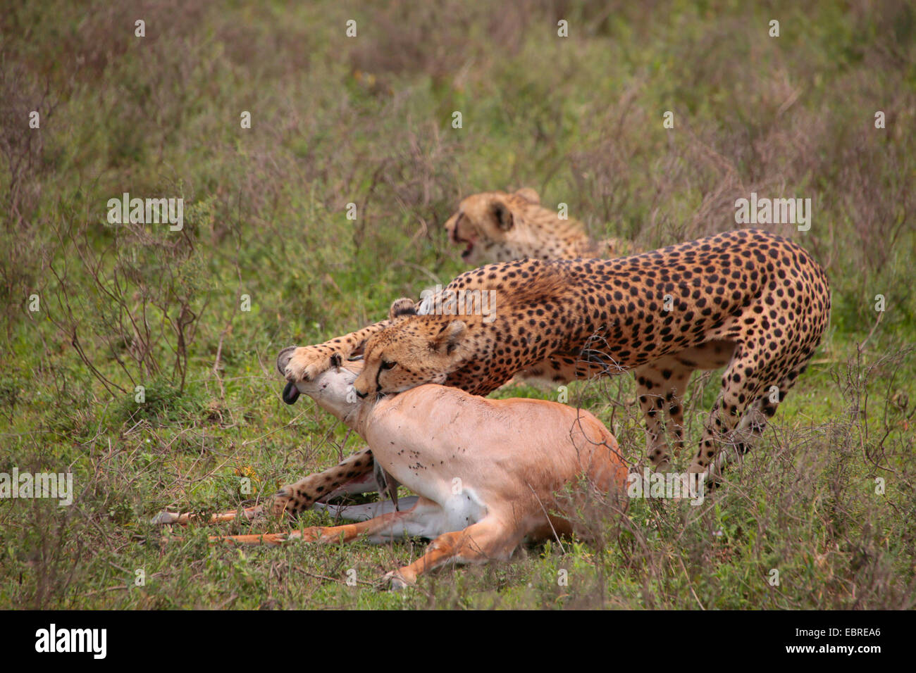 Le Guépard (Acinonyx jubatus), deux guépards avec pris la gazelle de Grant, la Tanzanie, le Parc National du Serengeti Banque D'Images