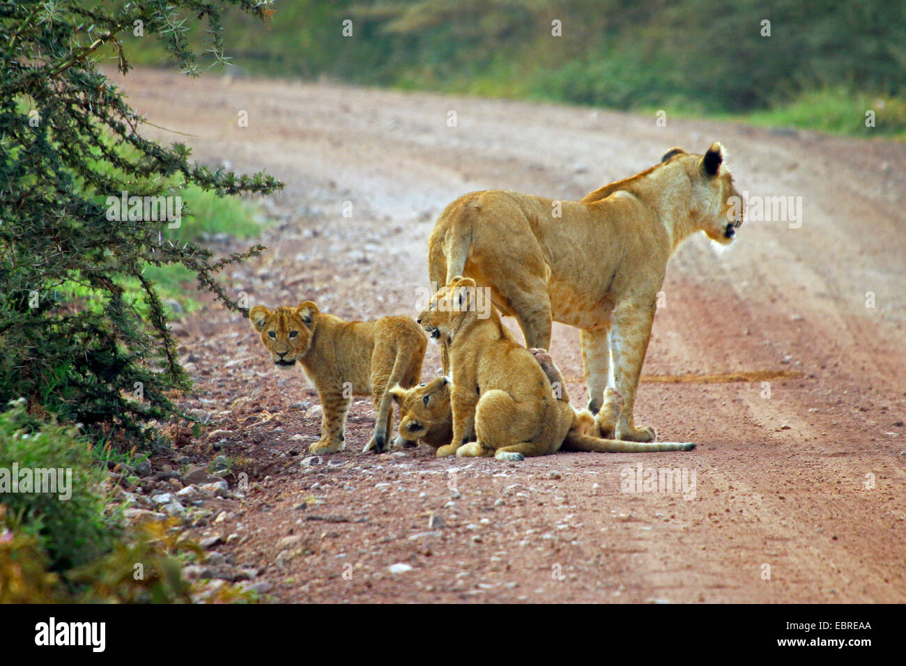 Lion (Panthera leo), lionne avec trois enfants sur une rue, la Tanzanie, le Parc National du Serengeti Banque D'Images