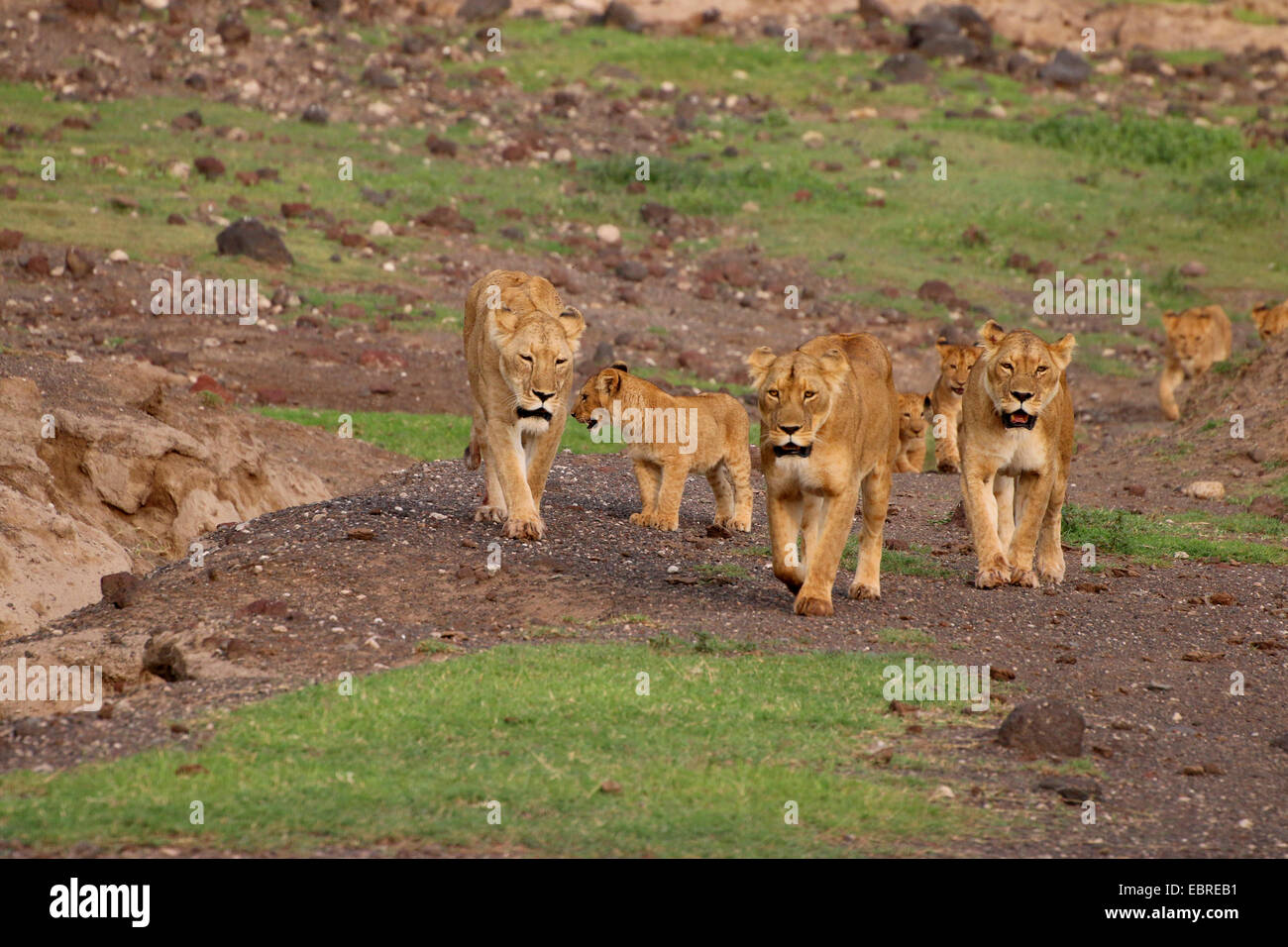 Lion (Panthera leo), famille de lions dans le cratère du Ngorongoro, en Tanzanie Banque D'Images