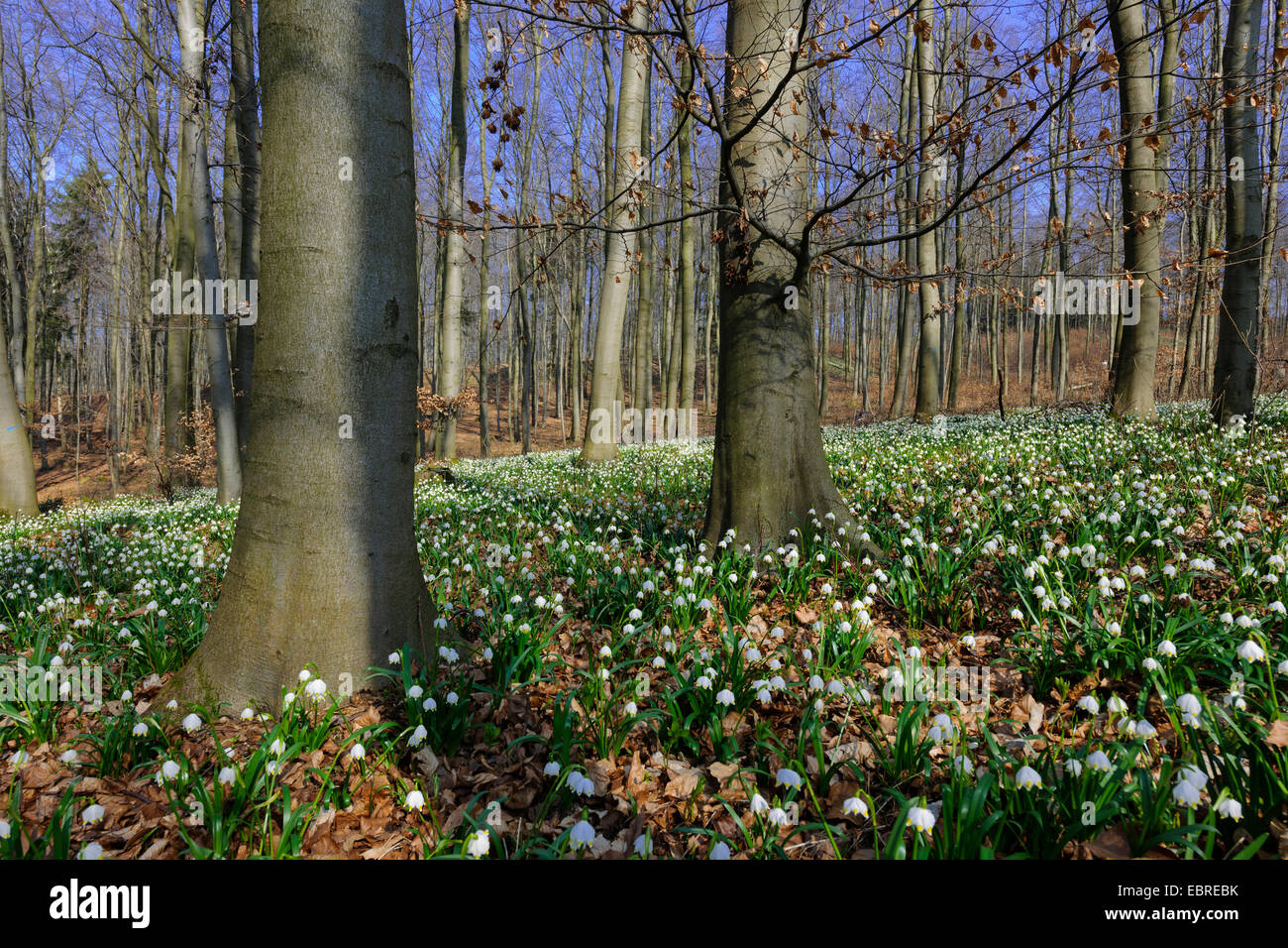 Printemps Leucojum vernum (flocon), qui fleurit sur la masse forestière, Allemagne Banque D'Images