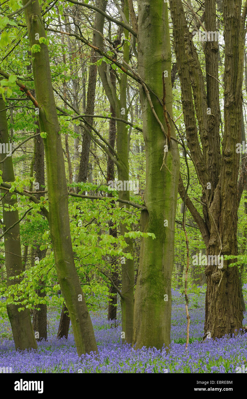 Bluebell atlantique (Hyacinthoides non-scripta, Endymion non-scriptus, Scilla non-scripta), qui fleurit sur le sol de la forêt au printemps, Allemagne Banque D'Images