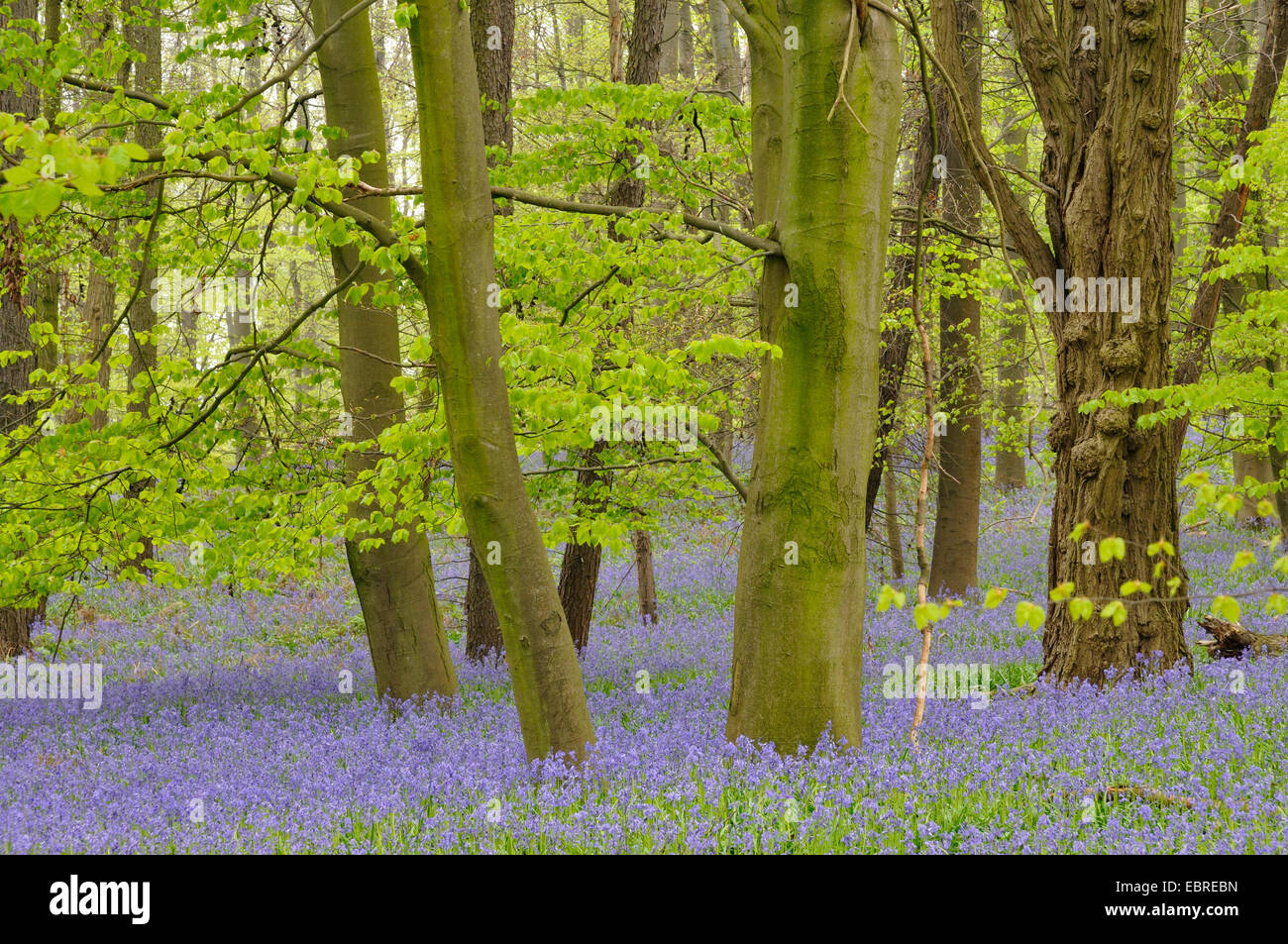 Bluebell atlantique (Hyacinthoides non-scripta, Endymion non-scriptus, Scilla non-scripta), qui fleurit sur le sol de la forêt au printemps, Allemagne Banque D'Images