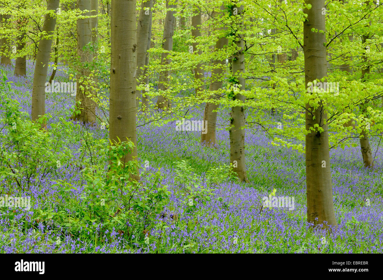 Bluebell atlantique (Hyacinthoides non-scripta, Endymion non-scriptus, Scilla non-scripta), qui fleurit sur le sol de la forêt au printemps, Allemagne Banque D'Images
