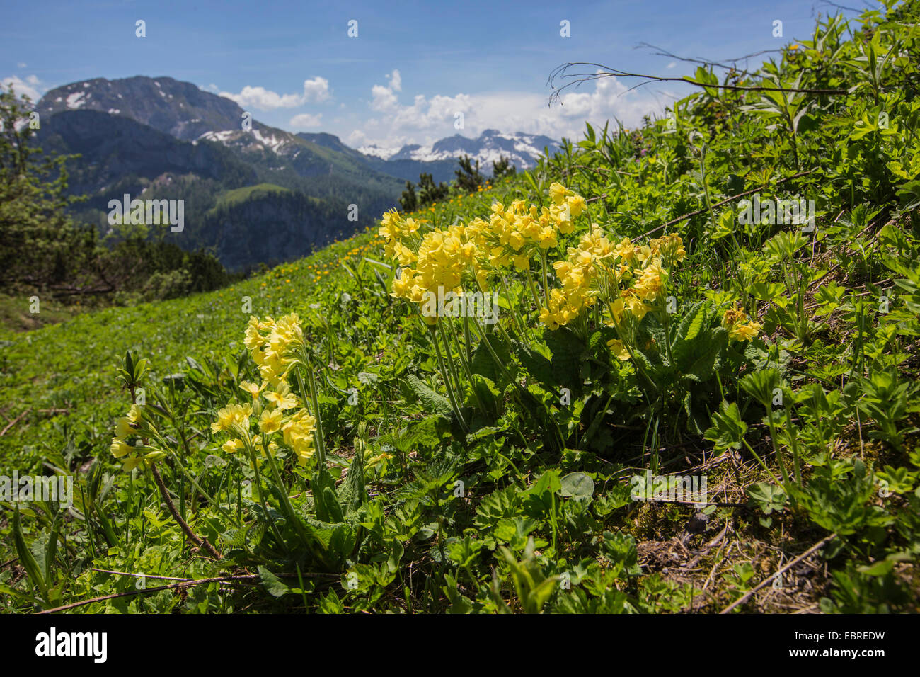 Vrai oxlip (Primula elatior), la floraison à mountainside avec les Alpes en arrière-plan, l'Allemagne, la Bavière, Jenner Banque D'Images