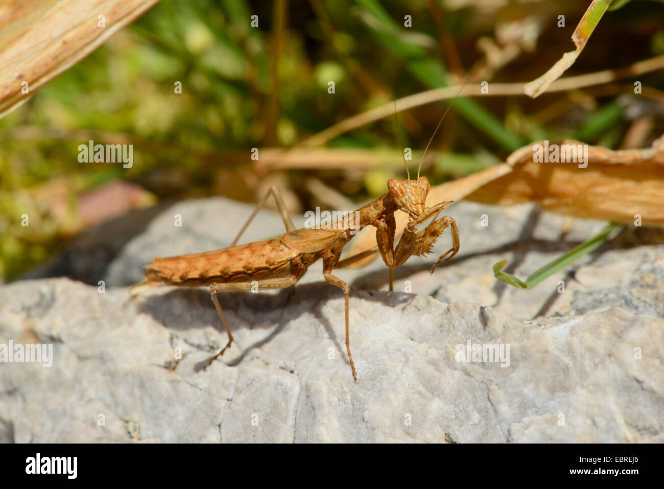 Mantids (Mantodea, Mantoptera), menaçant d'une nymphe prier mante, la Turquie, la Lycie, Mugla, Dalyan Banque D'Images