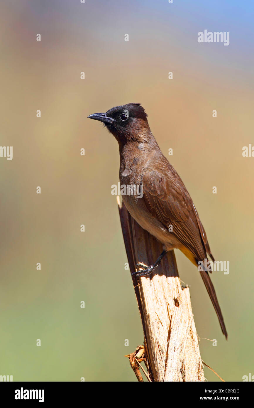 Jardin commun, bulbul Pycnonotus barbatus bulbul (), assis sur un poteau, Afrique du Sud, Province du Nord Ouest, le Parc National de Pilanesberg Banque D'Images Jardin commun, bulbul Pycnonotus barbatus bulbul (), assis sur un poteau, Afrique du Sud, Province du Nord Ouest, le Parc National de Pilanesberg Banque D'Images