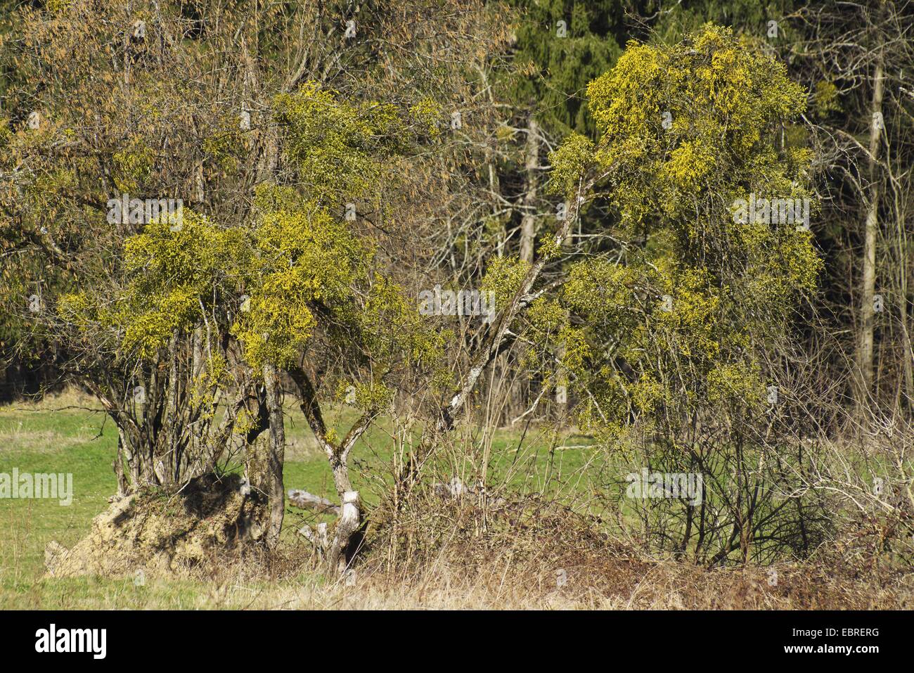 Le gui (Viscum album subsp. album), arbres en hiver avec gui, Allemagne, Bavière, Oberbayern, Haute-Bavière Banque D'Images