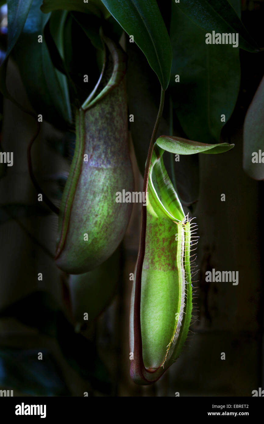 La sarracénie pourpre (Nepenthes alata), rétroéclairage à piège Banque D'Images