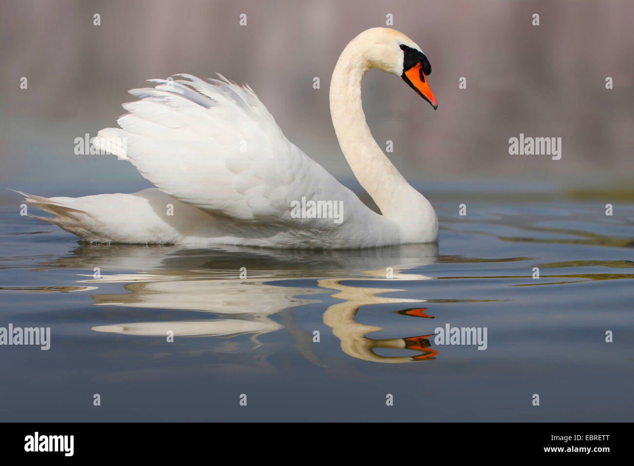 Mute swan (Cygnus olor), natation, Allemagne Banque D'Images