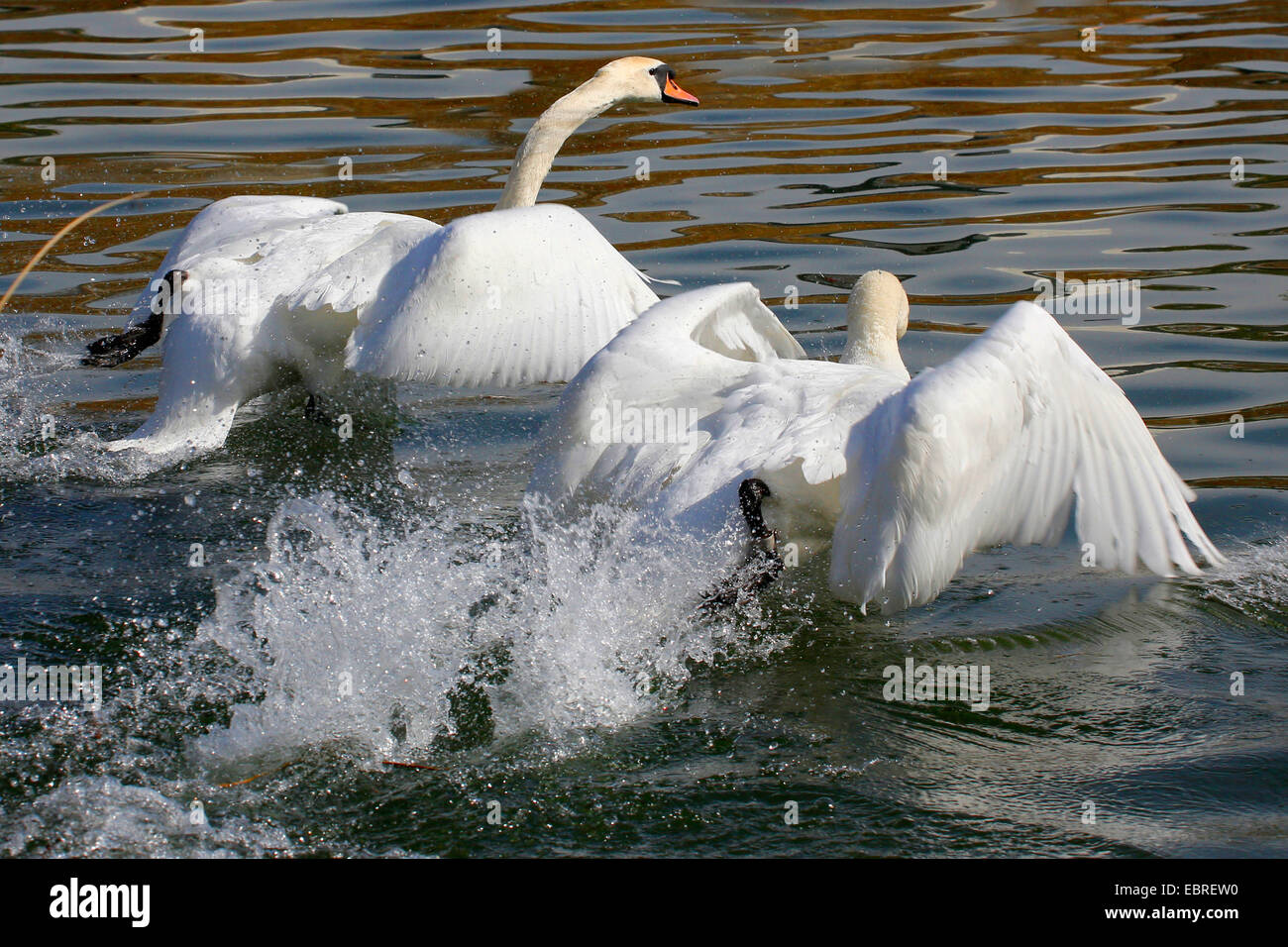 Mute swan (Cygnus olor), deux sur l'eau les cygnes, Allemagne Banque D'Images