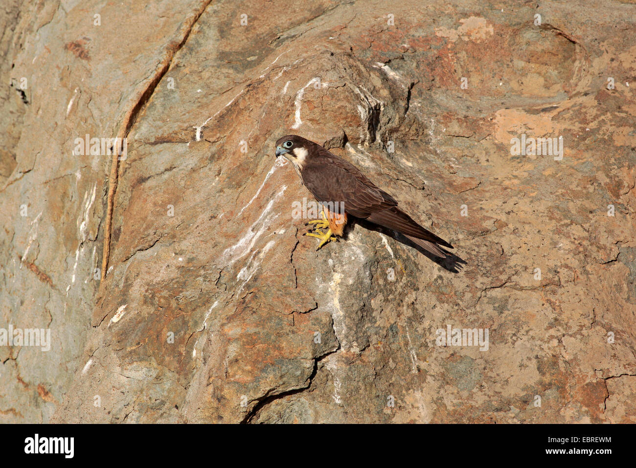 Eleonora's Falcon (Falco eleonorae) femmes reposant sur la falaise Banque D'Images