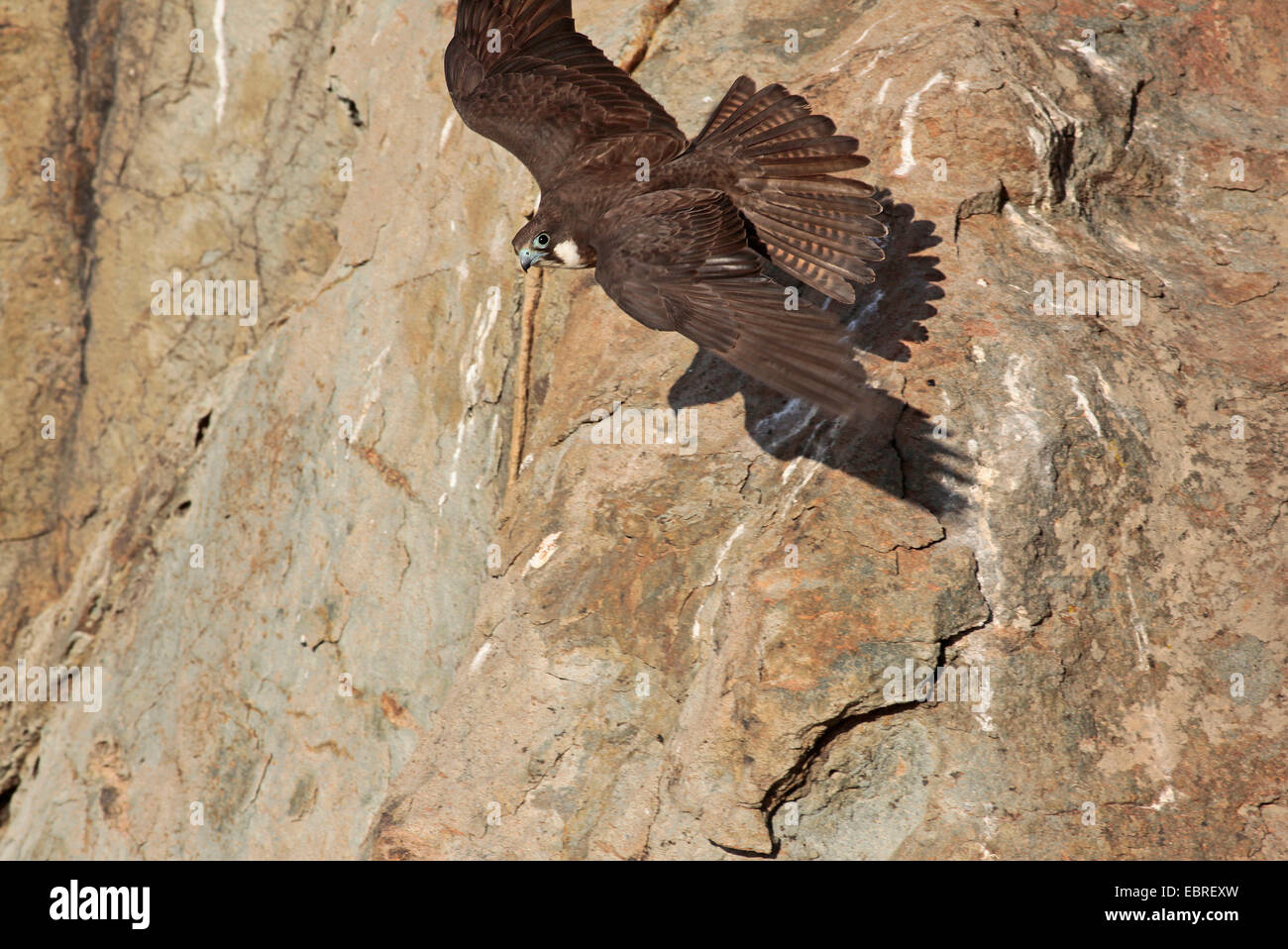 Eleonora's Falcon (Falco eleonorae) tandis que prend son envol à partir de la falaise Banque D'Images
