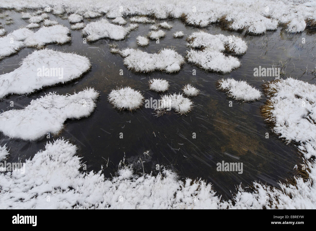 Averse de neige à des marécages, de la Norvège, Hedmark Fylke, Alvdal Vestfjell Banque D'Images