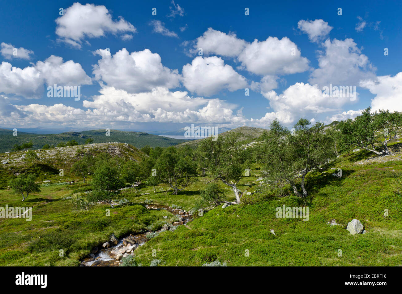 Paysage de montagne au parc national Femundsmarka avec arbres et arbustes, de la Norvège, Hedmark Fylke, Parc National Femundsmarka Banque D'Images