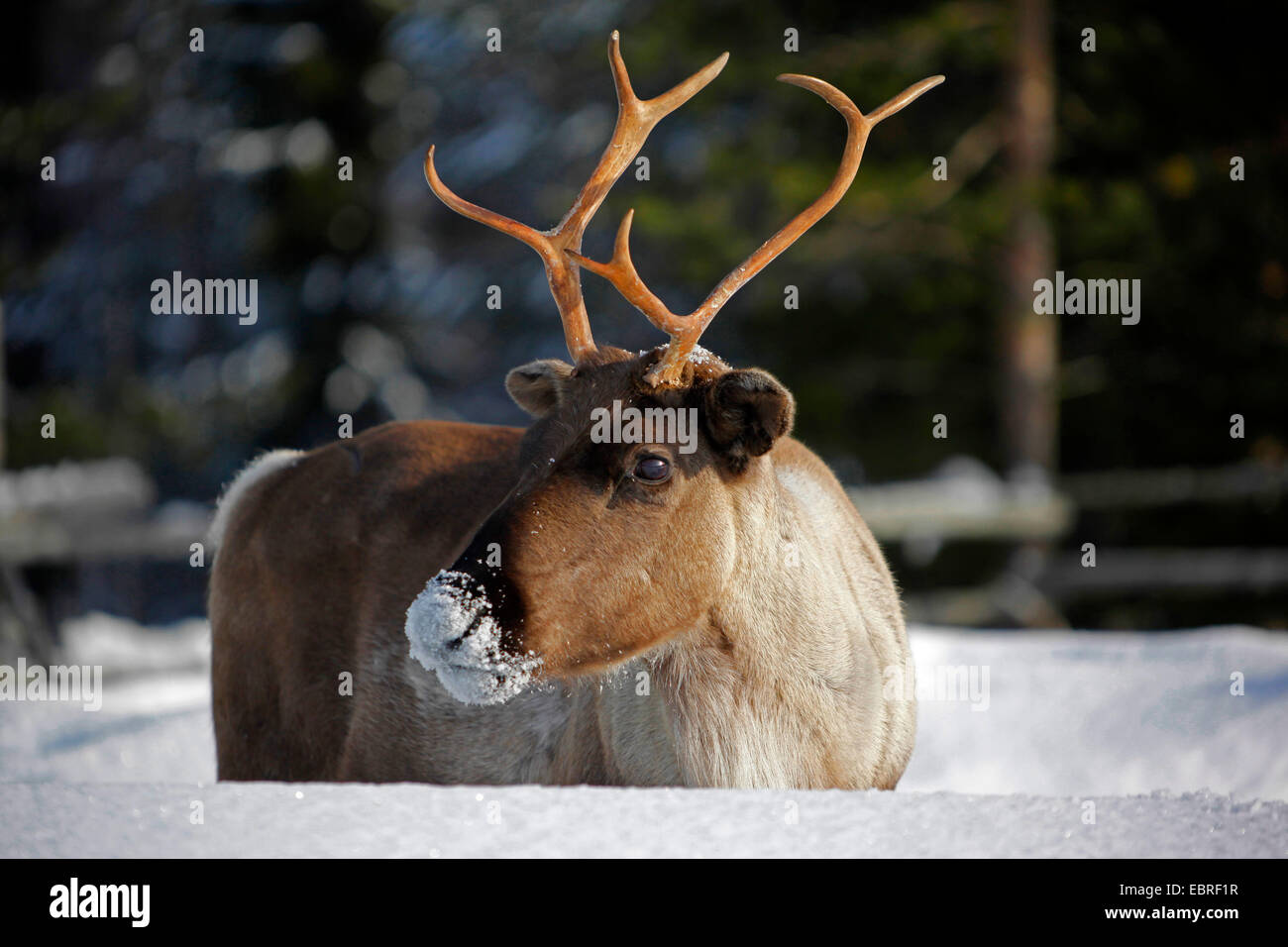 Renne européen, le caribou (Rangifer tarandus tarandus), dans la neige, Finlande, Laponie Banque D'Images