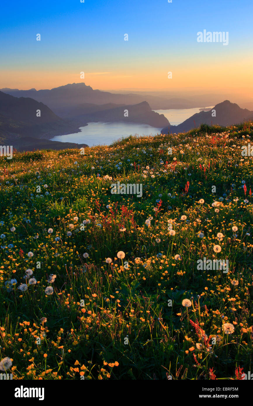 Pilatus avec Swiss Alps, mountain meadow avec renoncules et le pissenlit au coucher du soleil, Suisse Banque D'Images