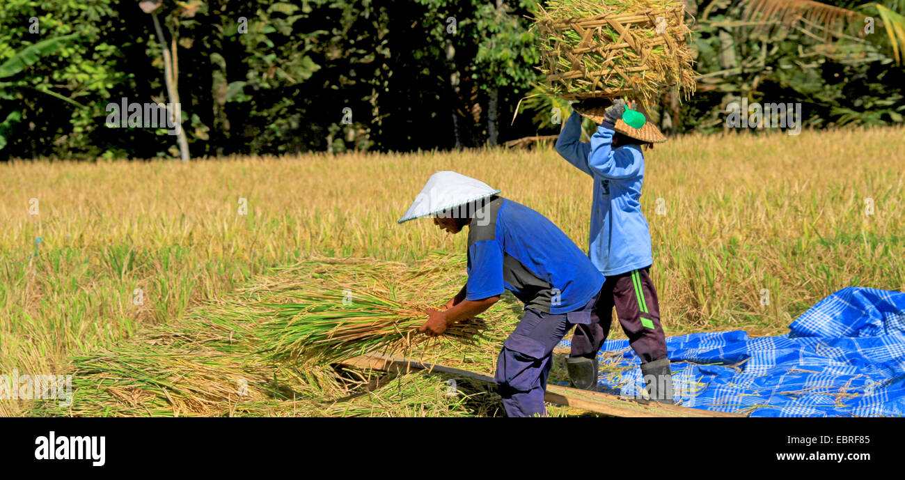 Recolte Riz Harvesting the rice Banque de photographies et d’images à haute ...