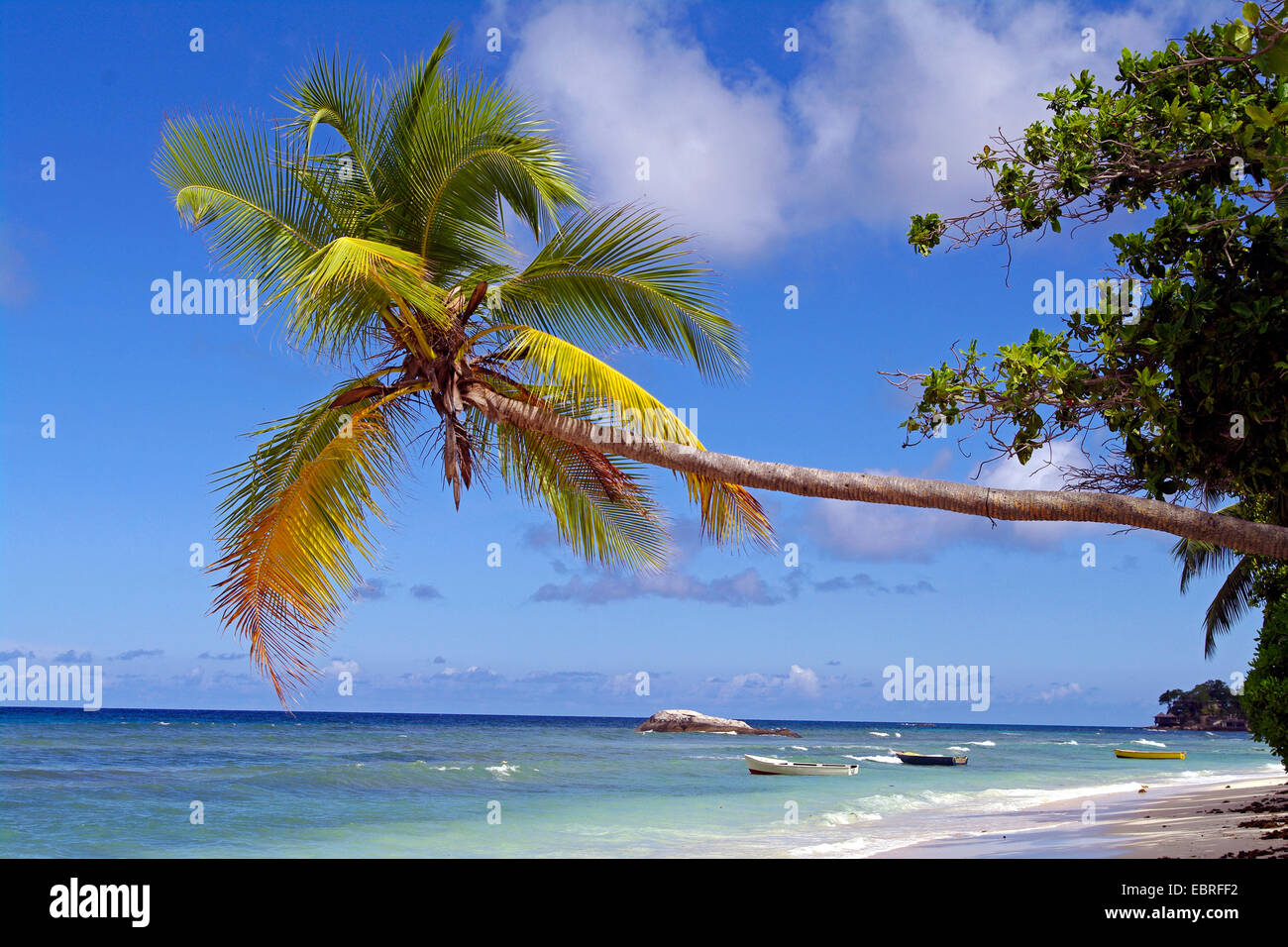 Palmier Sur La Plage De Beau Vallon Le A La Cote Nord De Mahe Seychelles Mahe Photo Stock Alamy
