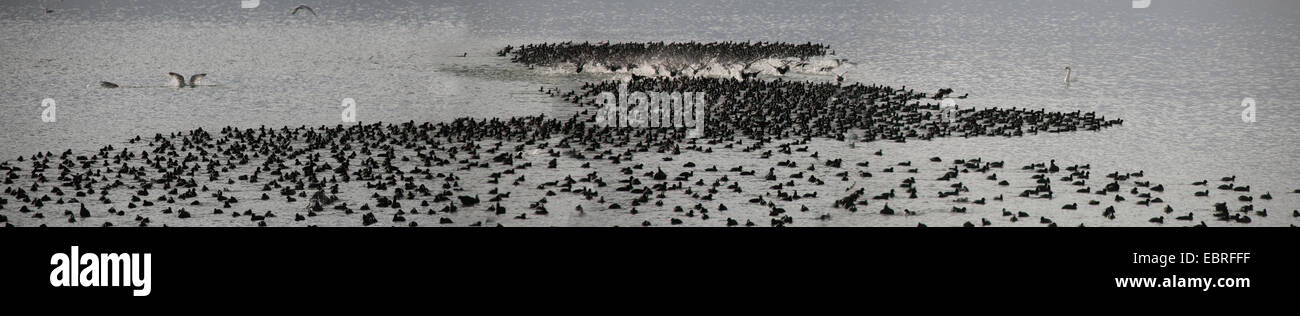 Black Foulque macroule (Fulica atra), troupeau sur un lac, vue panoramique, format Allemagne Banque D'Images