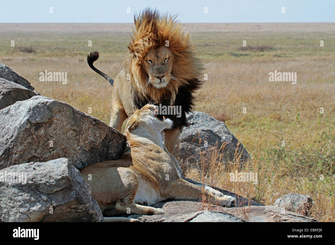 Lion (Panthera leo), couple lion sur les roches dans la savane, le Parc National du Serengeti, Tanzanie Banque D'Images