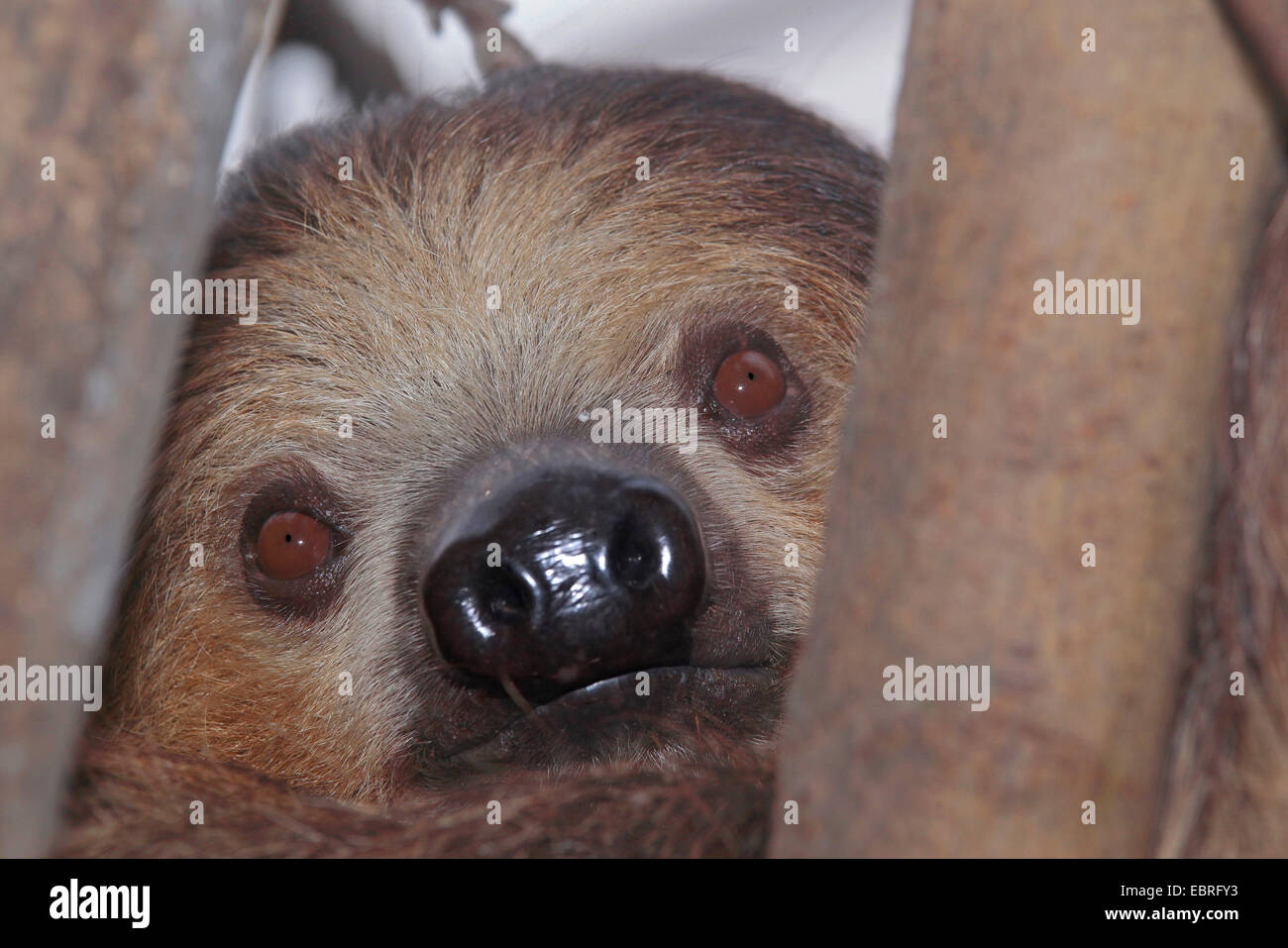 Deux doigts de Linné, paresseux ou le sud deux-toed Sloth (Choloepus didactylus) Close Up Banque D'Images