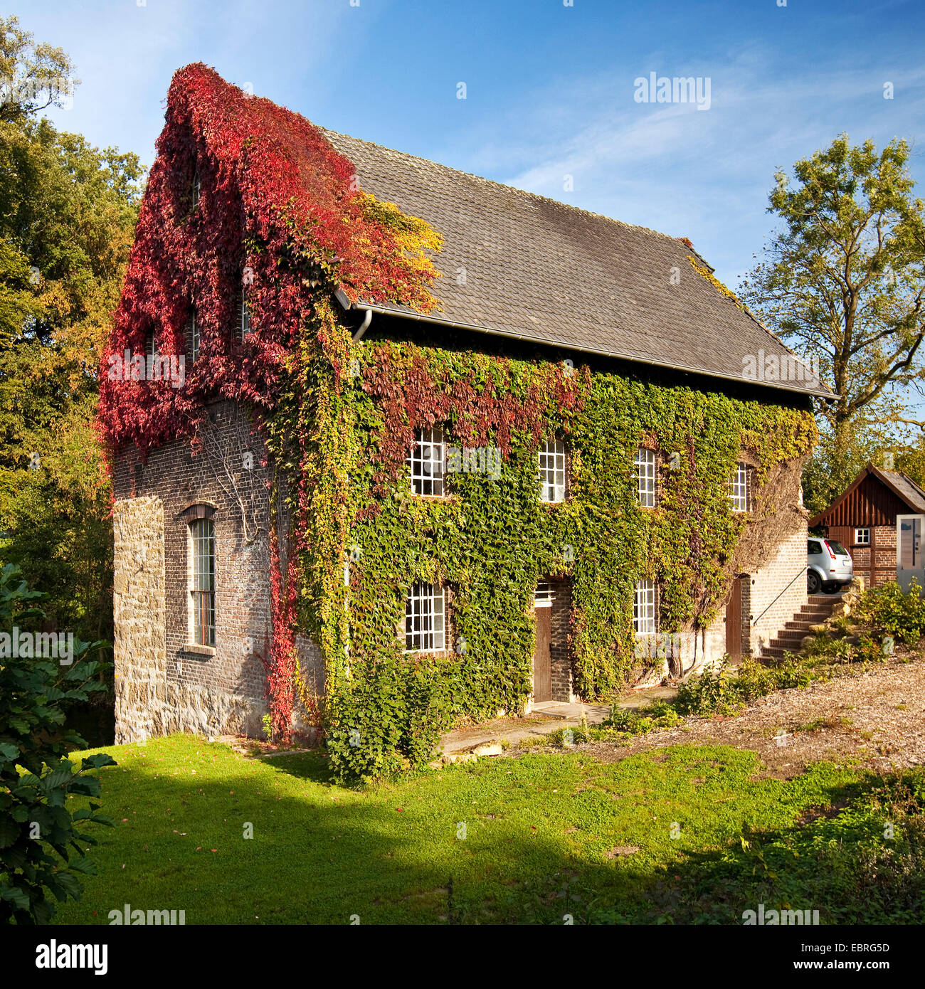 Virginia creeper, woodbine Parthenocissus (spec.), Tueshaus mill, en Allemagne, en Rhénanie du Nord-Westphalie, Ruhr, Schmallenberg Banque D'Images