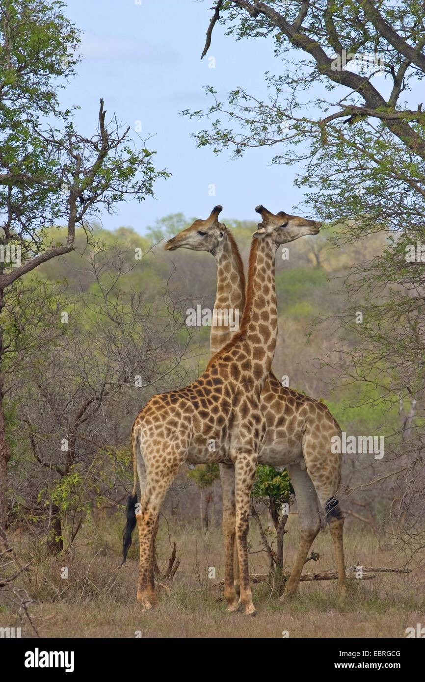 Cape Girafe (Giraffa camelopardalis giraffa), rivalité, Afrique du Sud, du Limpopo, Kruger National Park Banque D'Images