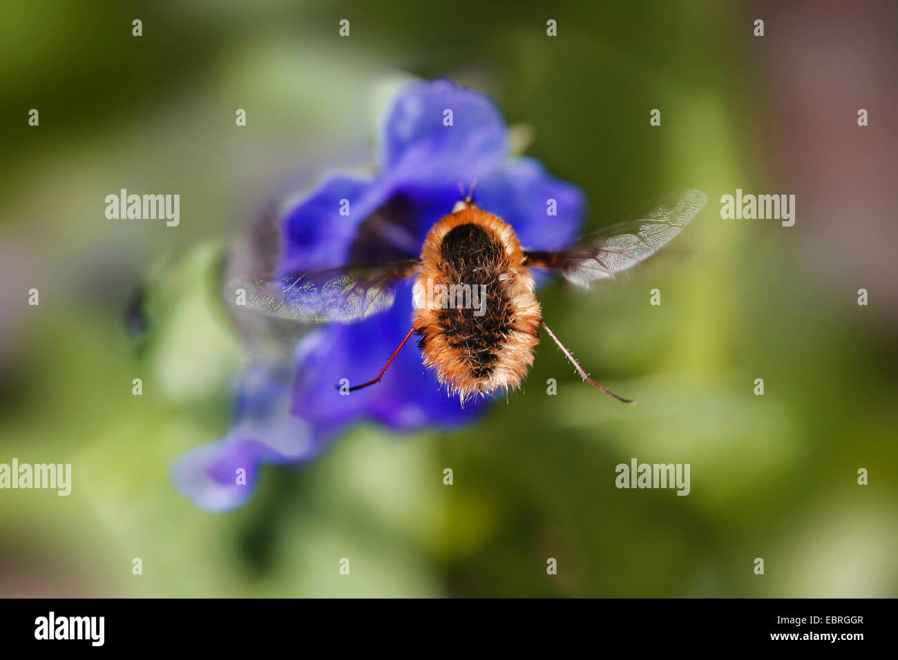 Grand bee-fly (Bombylius major), sur une fleur bleue, Allemagne Banque D'Images