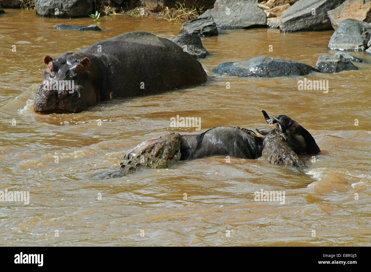 Le crocodile du Nil (Crocodylus niloticus), des crocodiles attaquer le gnou, Mara, Kenya, Masai Mara National Park Banque D'Images