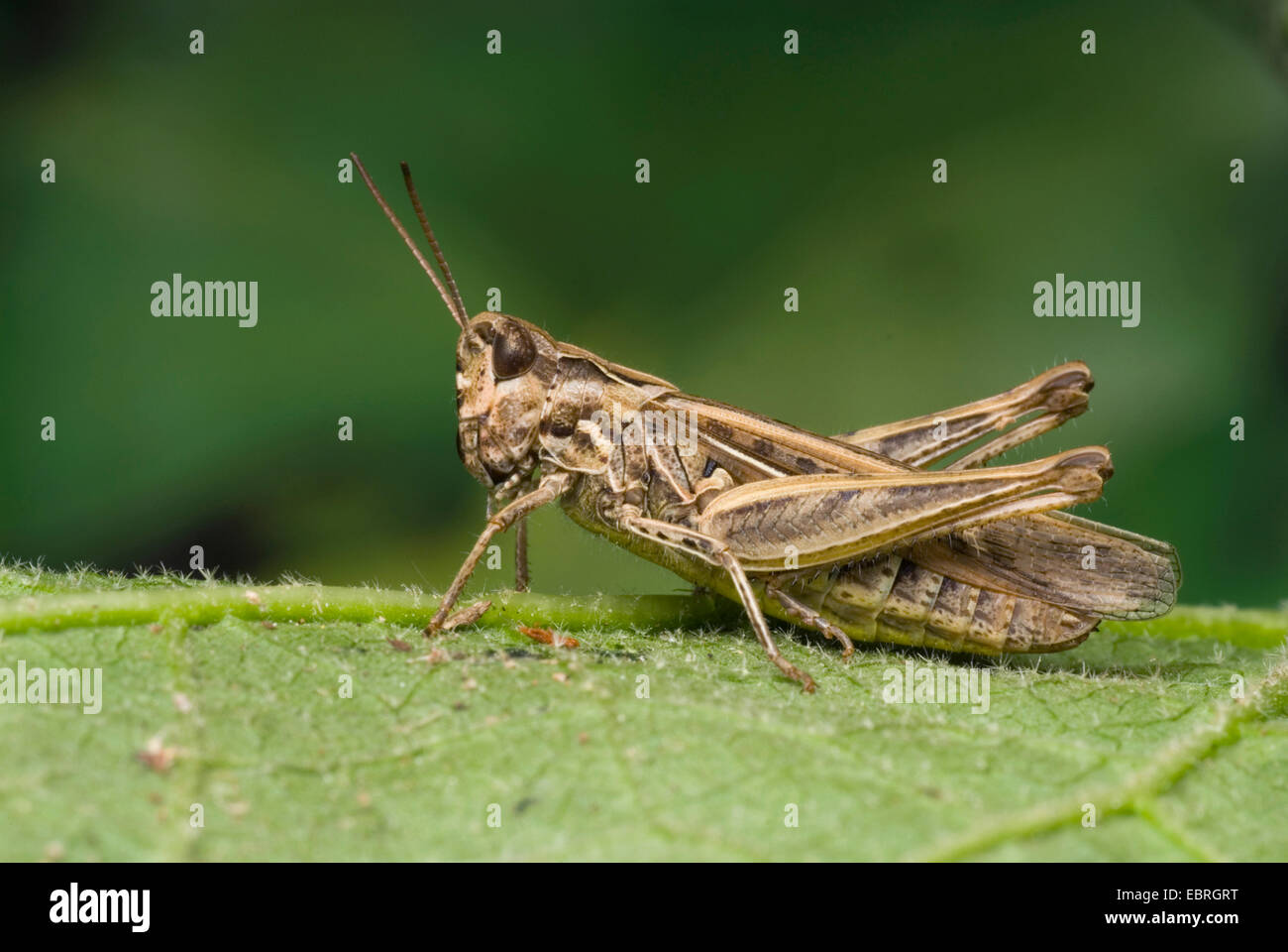 Bow-winged grasshopper (Chorthippus biguttulus), assis sur une feuille, Allemagne Banque D'Images