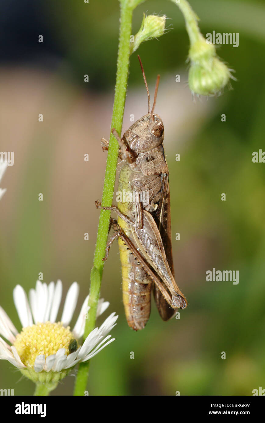 Bow-winged grasshopper (Chorthippus biguttulus), assis à un composite, Allemagne Banque D'Images
