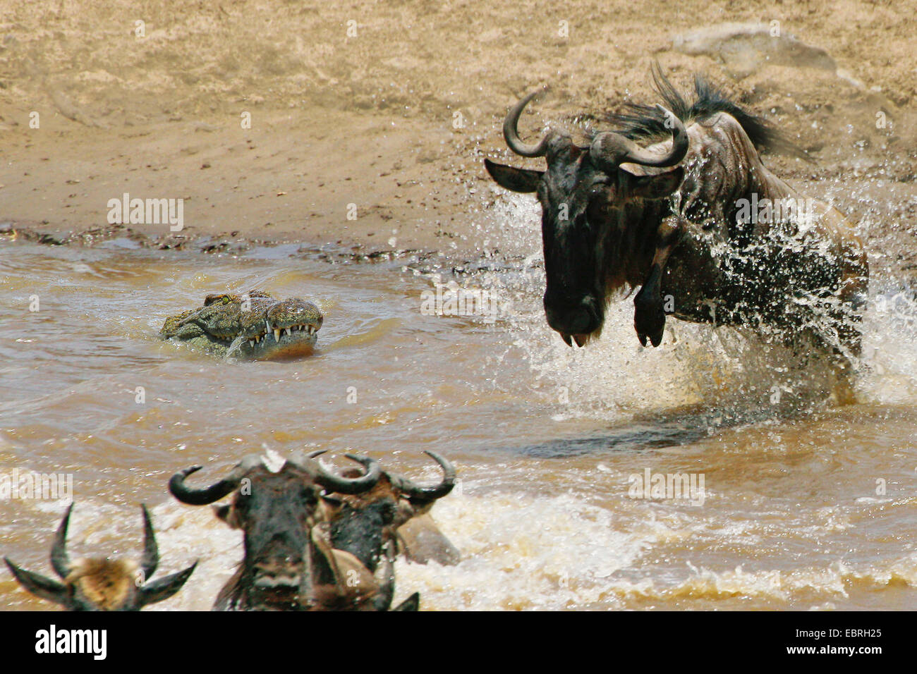 Le crocodile du Nil (Crocodylus niloticus), attaque de crocodile, gnous Mara, Kenya, Masai Mara National Park Banque D'Images