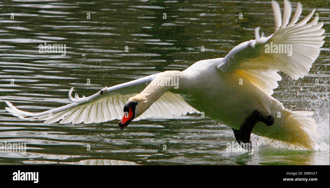 Mute swan (Cygnus olor), fonctionnant sur la surface de l'eau et les attaques, Allemagne Banque D'Images