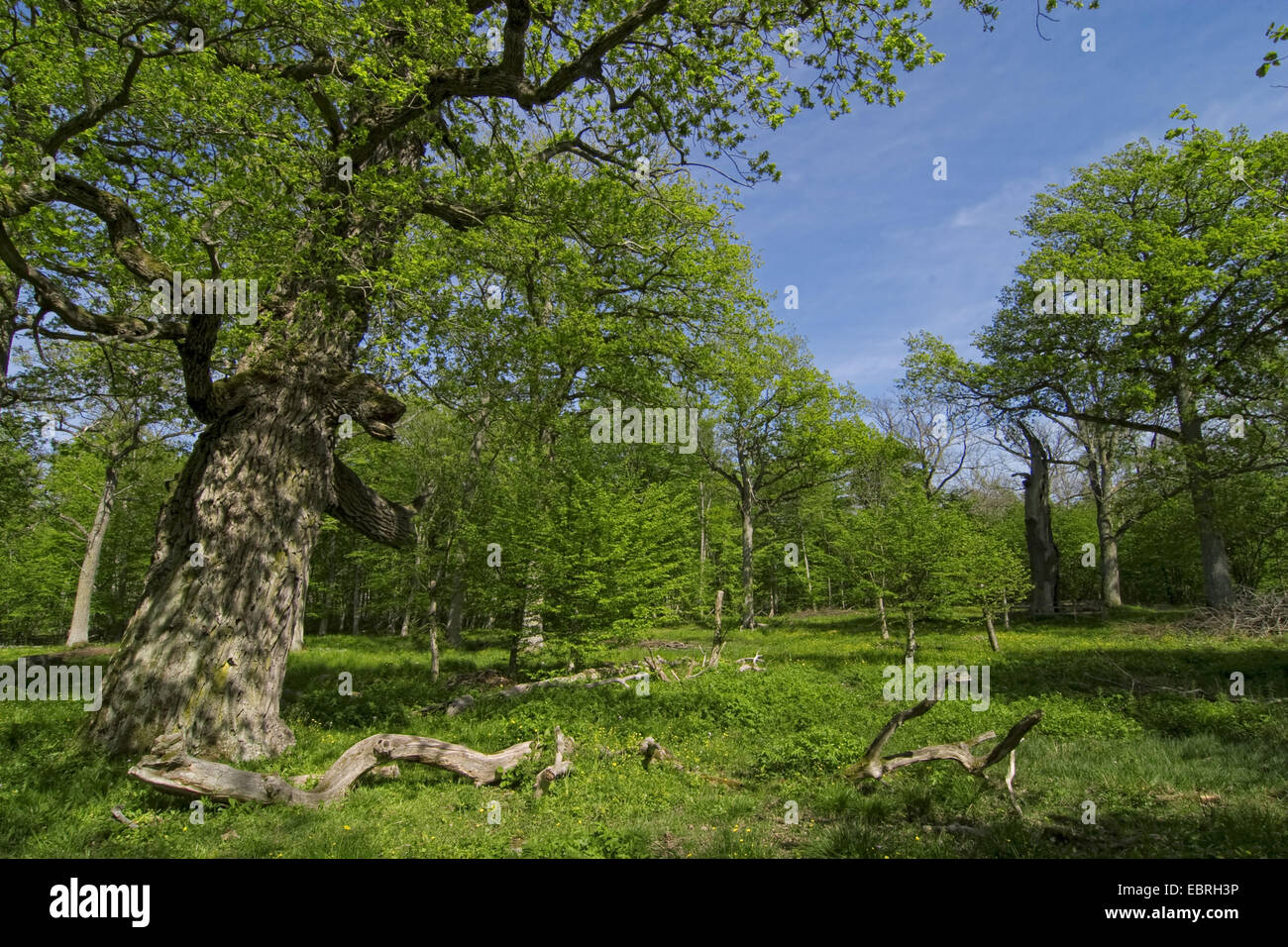 Le chêne commun, le chêne pédonculé, chêne pédonculé (Quercus robur), forêt de chêne clair, la Suède, l'Oeland Banque D'Images