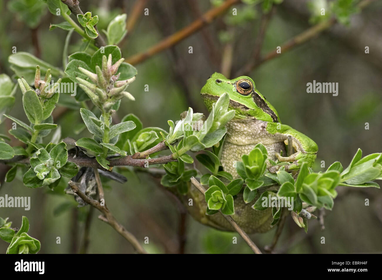Rainette versicolore rainette commune, européenne, de l'Europe centrale rainette versicolore (Hyla arborea), assis dans un arbuste, France Banque D'Images