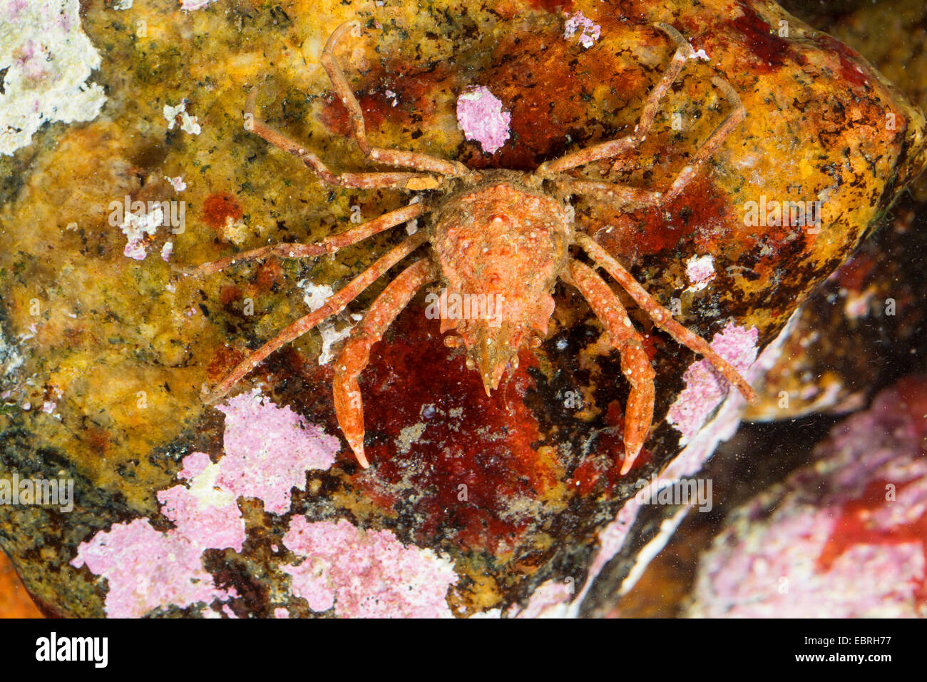 Crabe Lyre arctique sous contrat, crabe, araignée crabe, araignée de mer (Hyas coarctatus, Hyas serratus), vue du dessus Banque D'Images