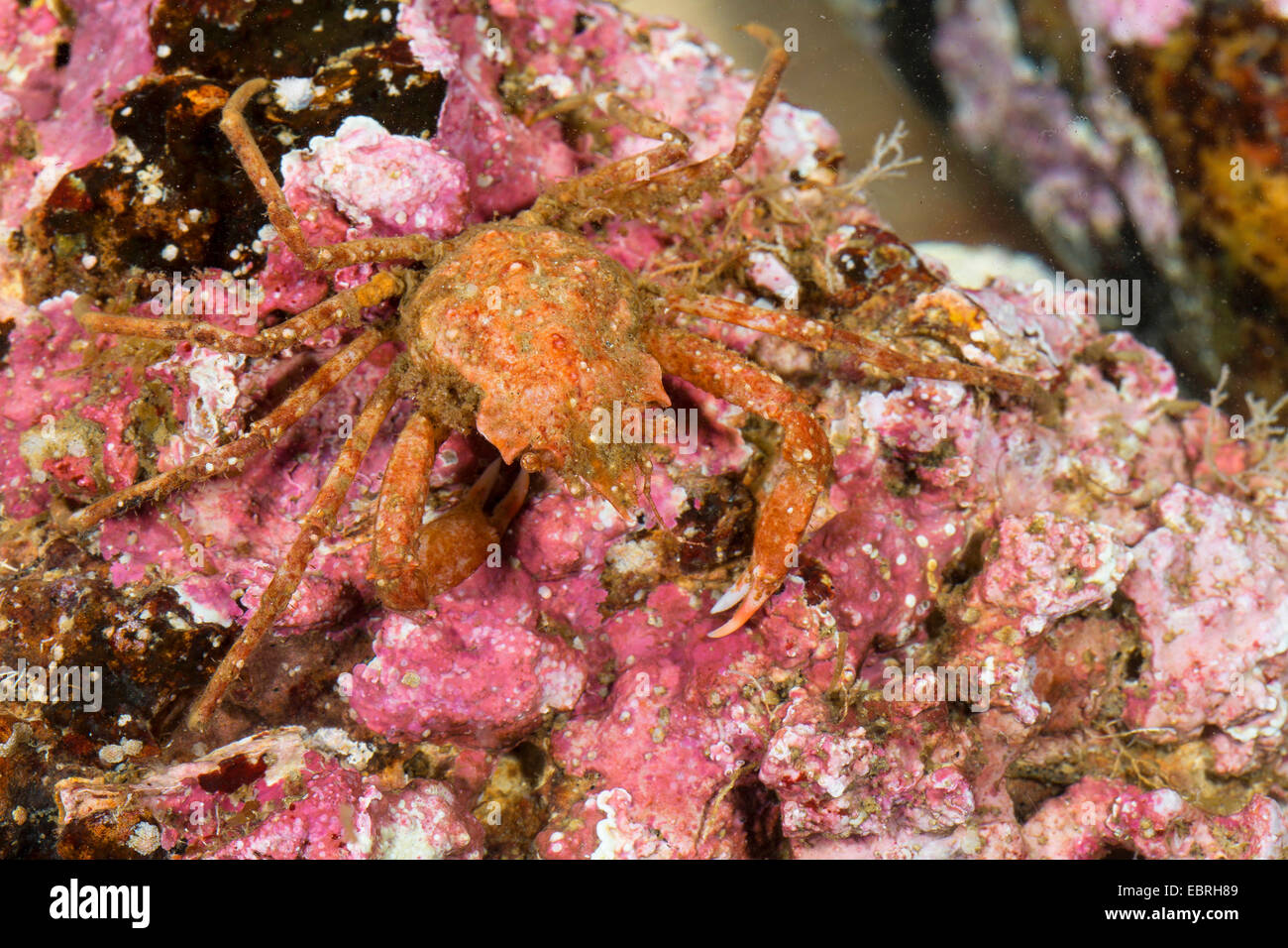 Crabe Lyre arctique sous contrat, crabe, araignée crabe, araignée de mer (Hyas coarctatus, Hyas serratus), vue du dessus Banque D'Images