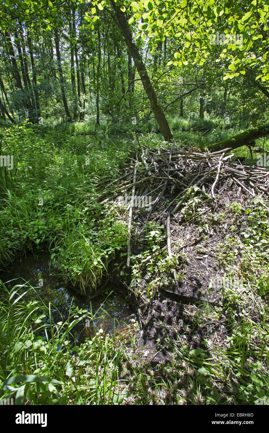 Beaver Lodge dans une plaine forêt, Allemagne Banque D'Images