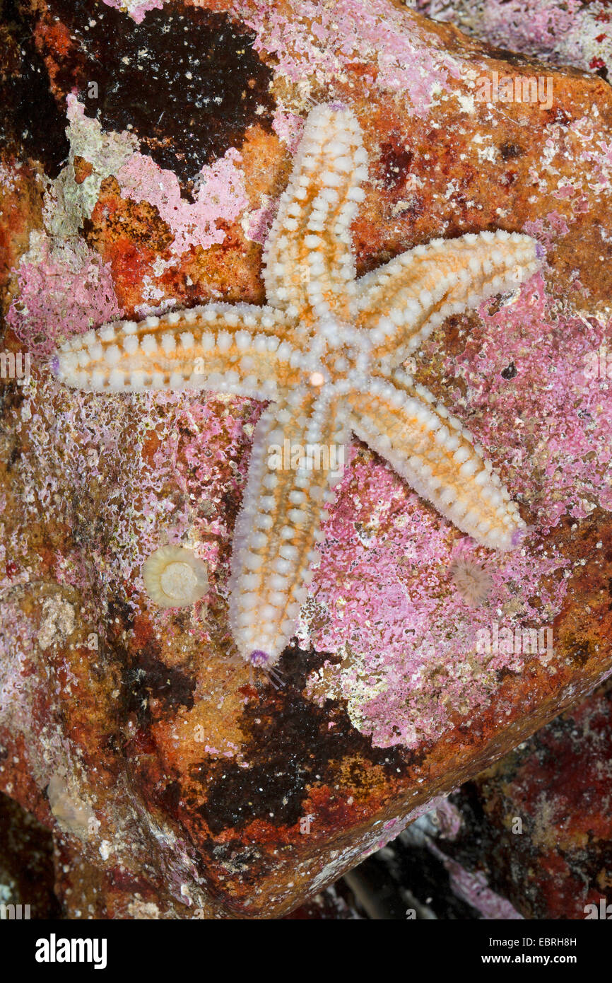 L'étoile de mer épineuse, star, Sea Star, Sea-star (Marthasterias glacialis) Banque D'Images