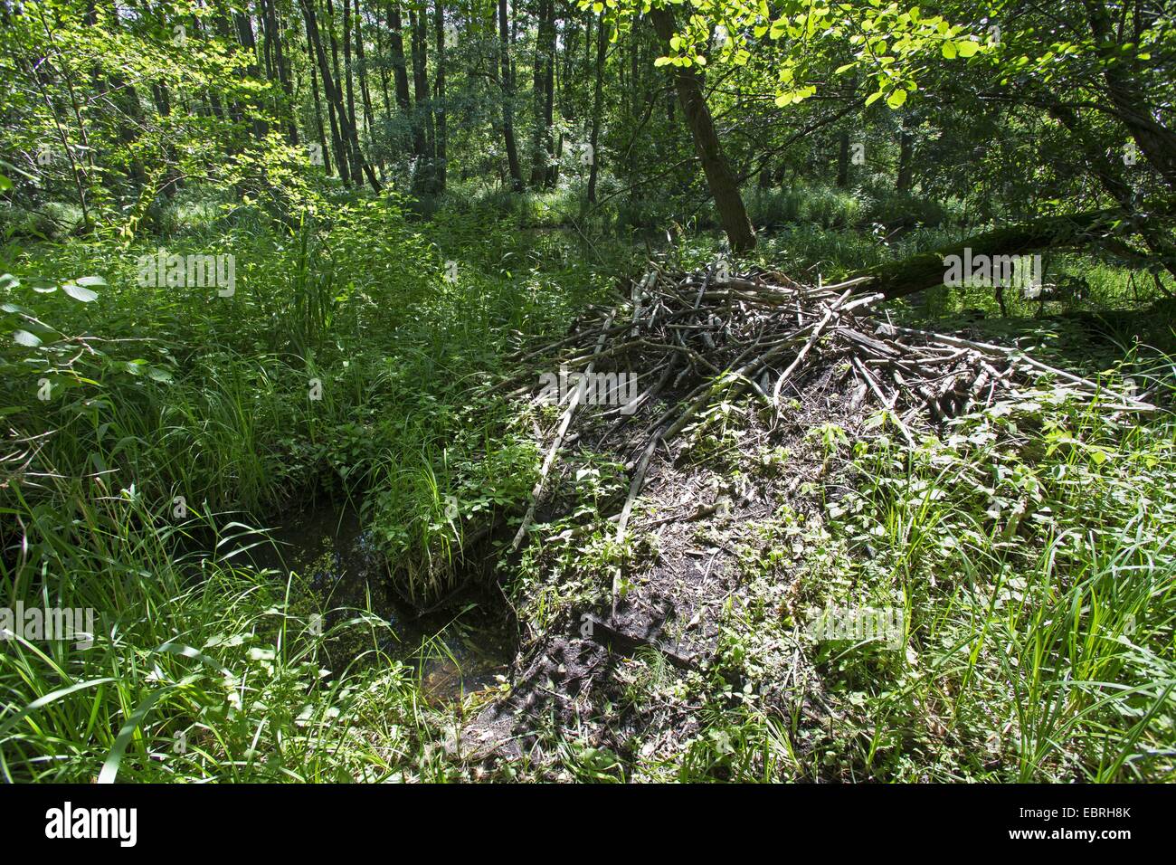 Beaver Lodge dans une plaine forêt, Allemagne Banque D'Images